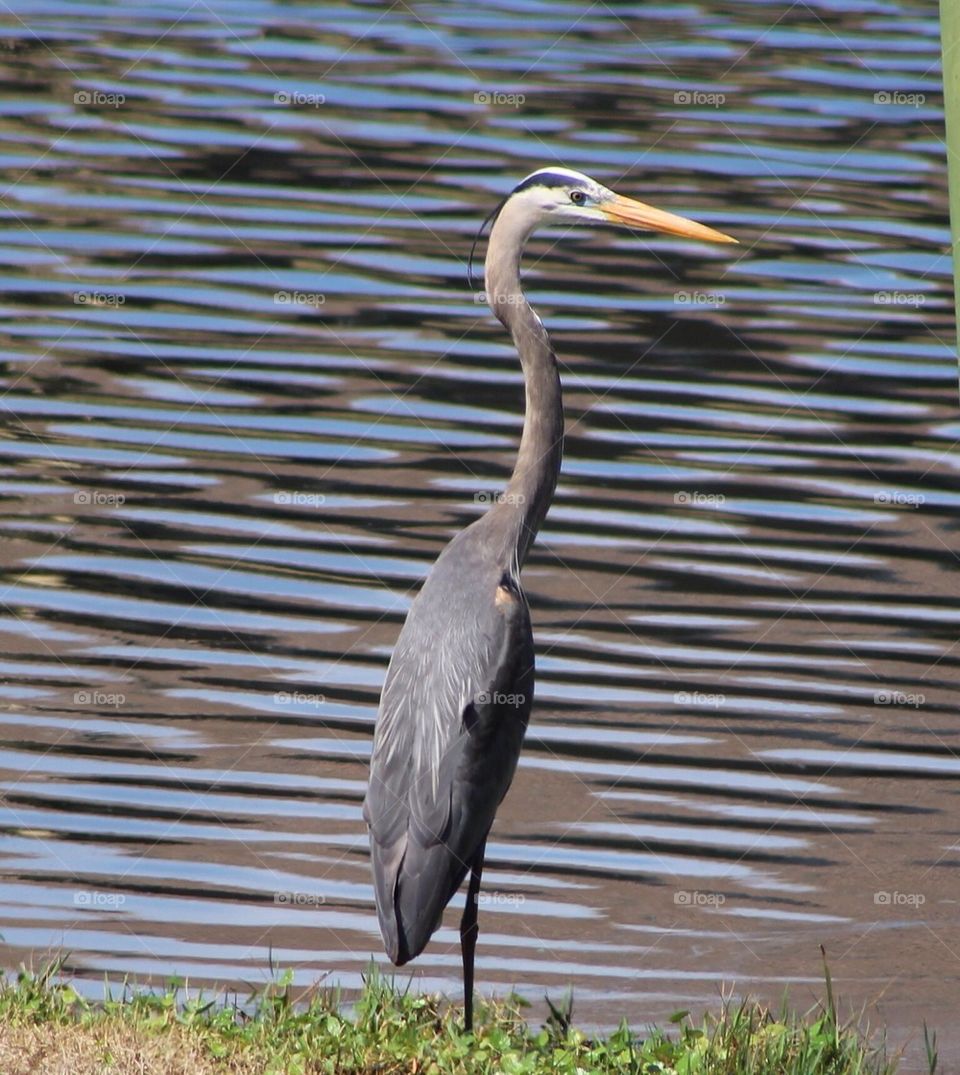 Great Blue Heron