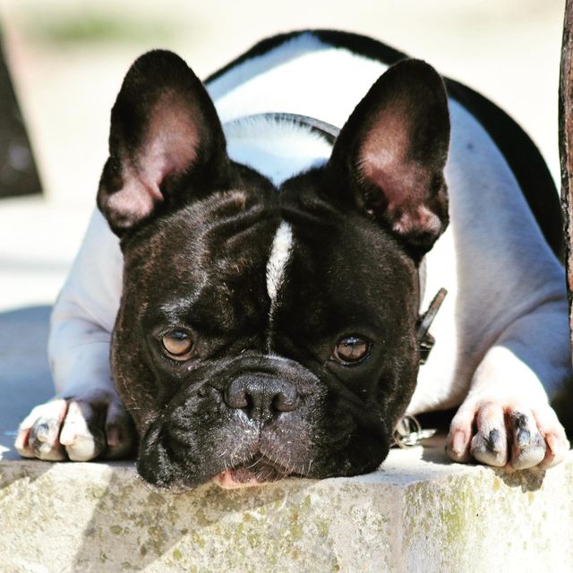 dog french bulldog