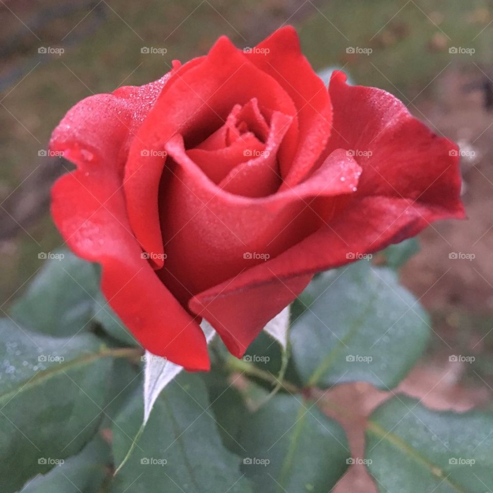 🌹 🇺🇸 Very beautiful flowers to brighten our day.  Live nature and its beauty. Did you like the delicate petals? / 🇧🇷 Flores muito bonitas para alegrar nosso dia. Viva a natureza e sua beleza. Gostaram das pétalas delicadas? 