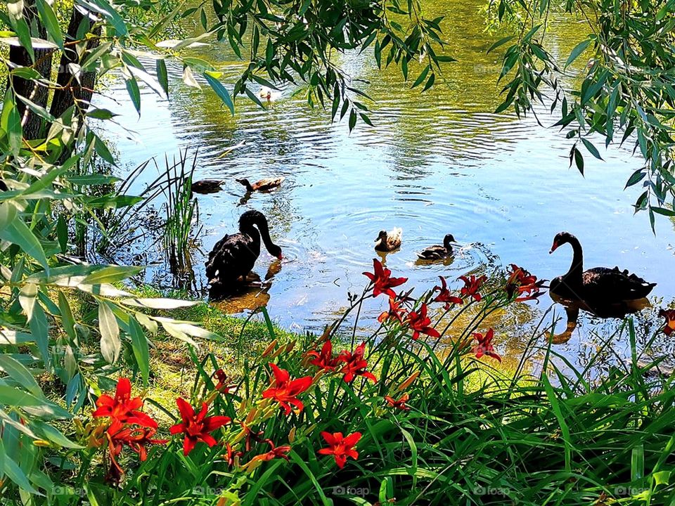 Nature.  Pond. Red lilies grow on the shore.  Two black swans and ducks swim in the water.  Green branches of trees hang over the water