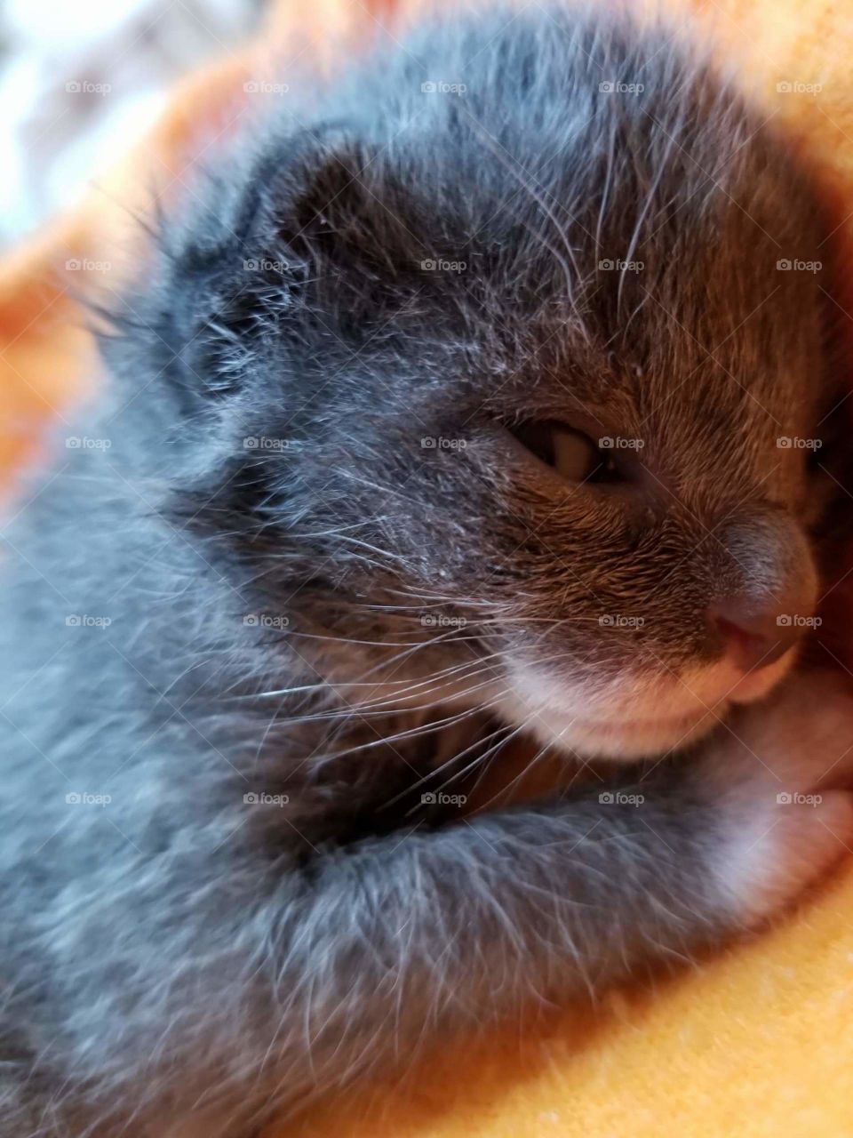 Tiny foster kitten after a bottle