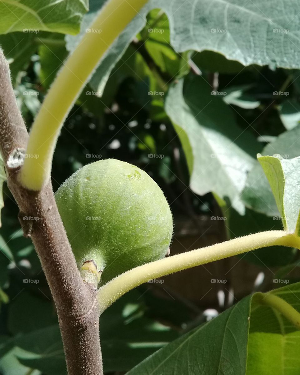 fig