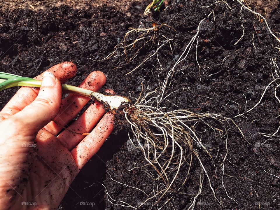 Playing in the summer dirt in our backyard garden. 