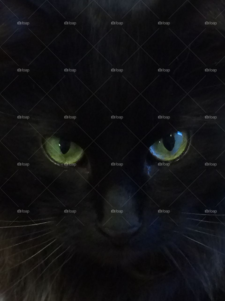 When  a black cat crosses your path she’s just trying to get somewhere