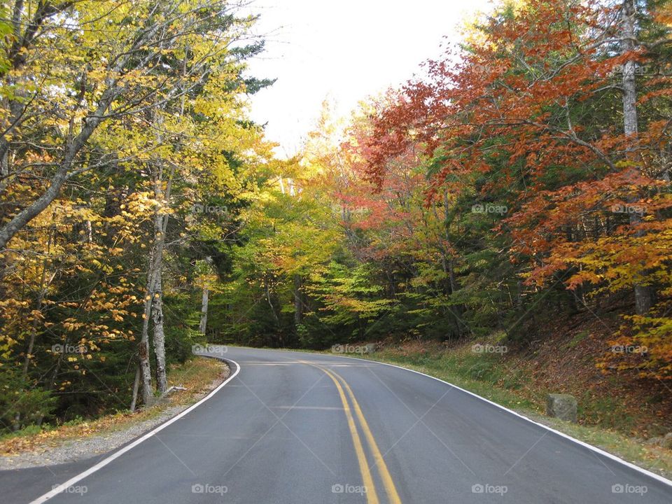 The road. Maine highway