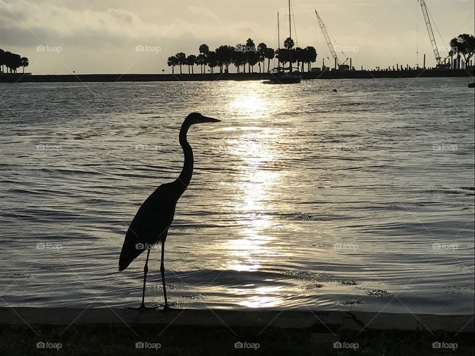 Blue heron backlit on the beach at sunrise