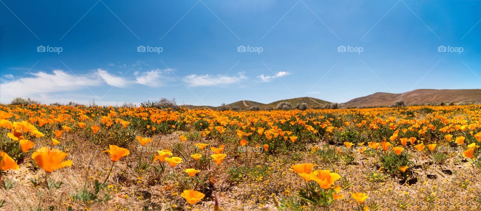 California Poppy reservation, Antelope Valley, CA