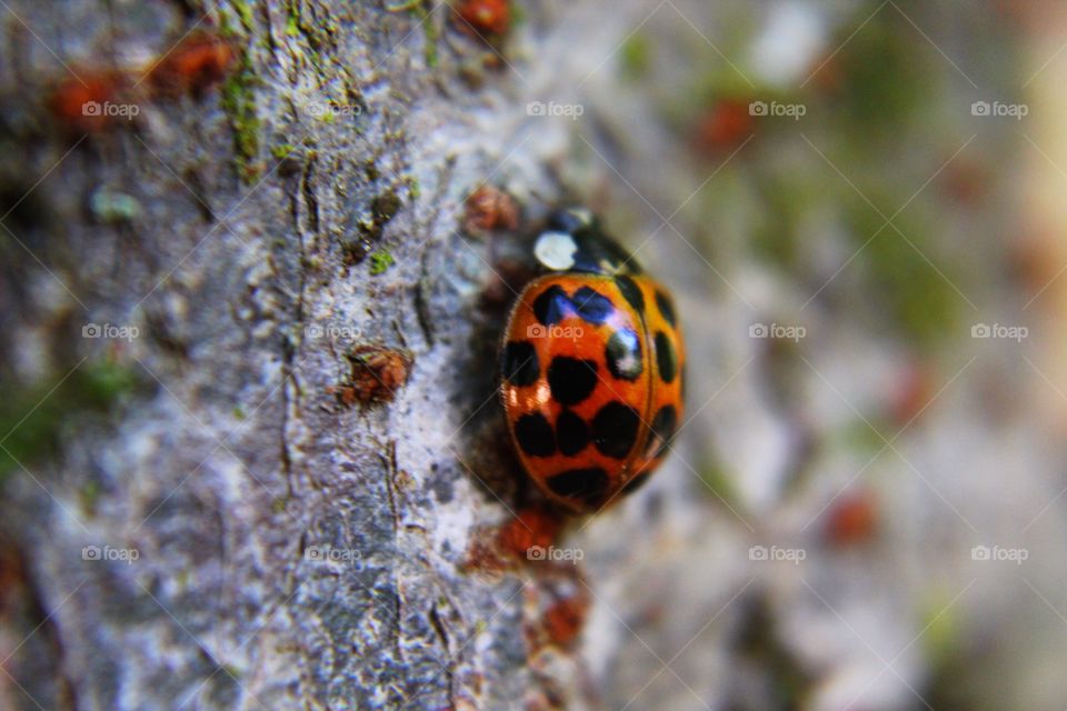 Ladybug on tree trunk