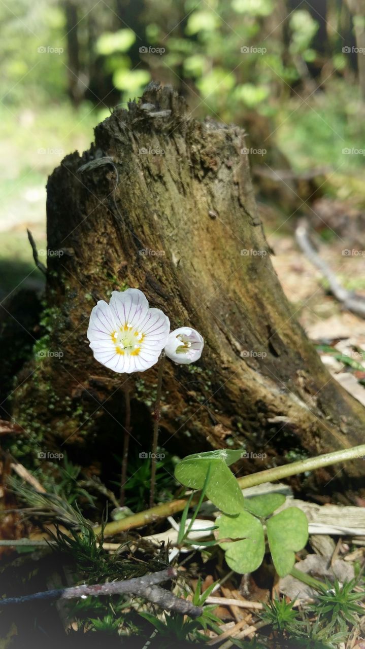 Spring in the forest