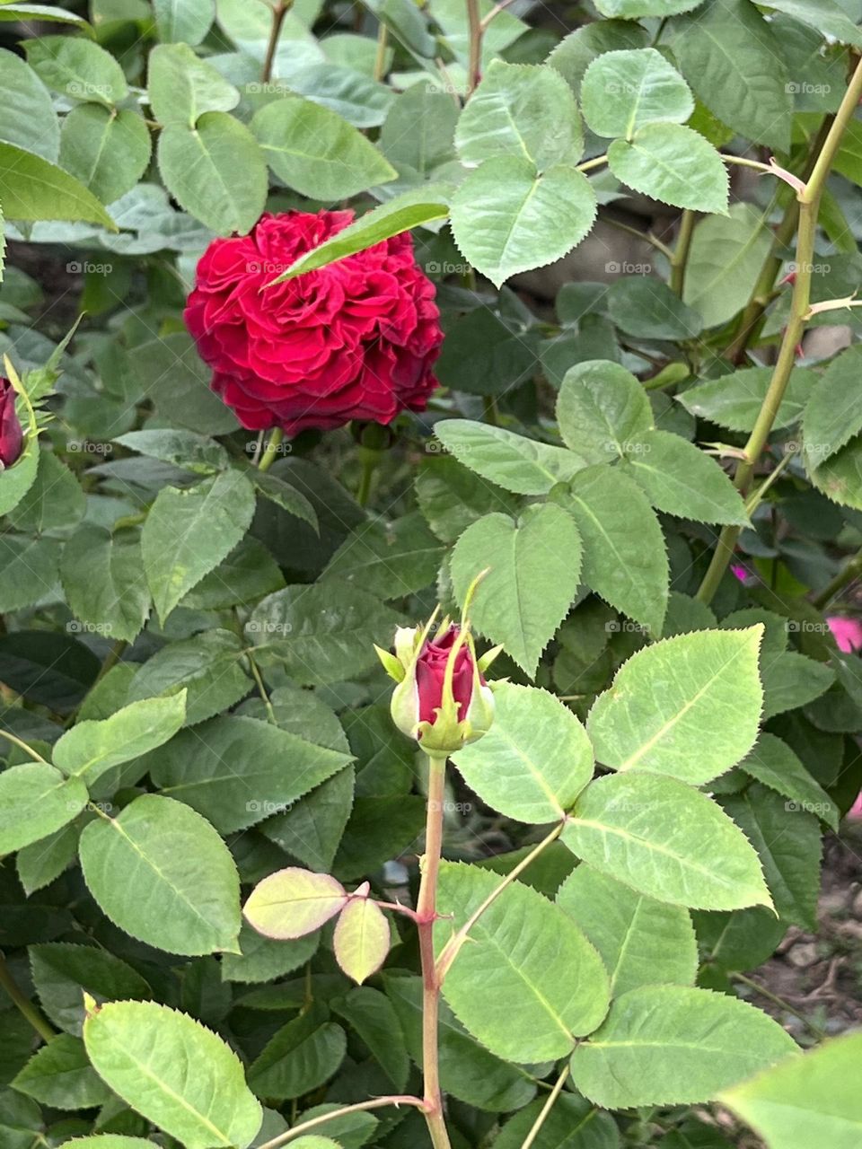 Red Rose in Yuanshan Flower Expo Park