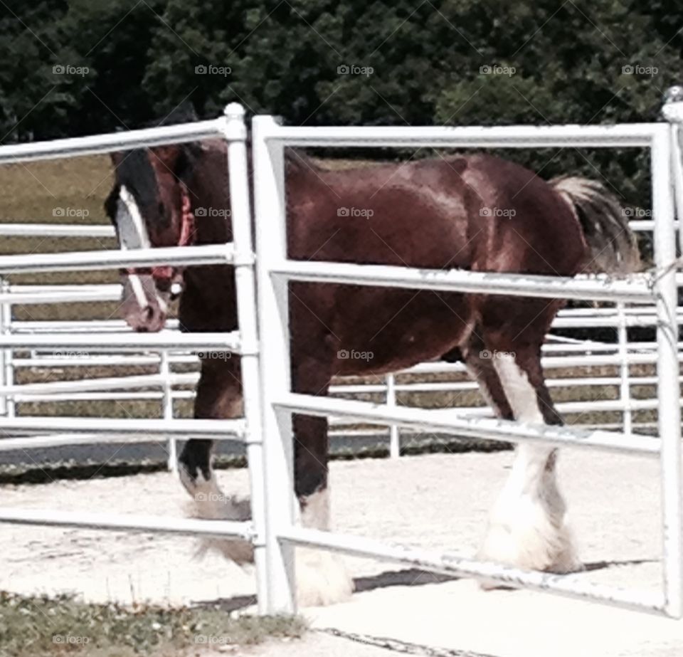 Clydesdale 