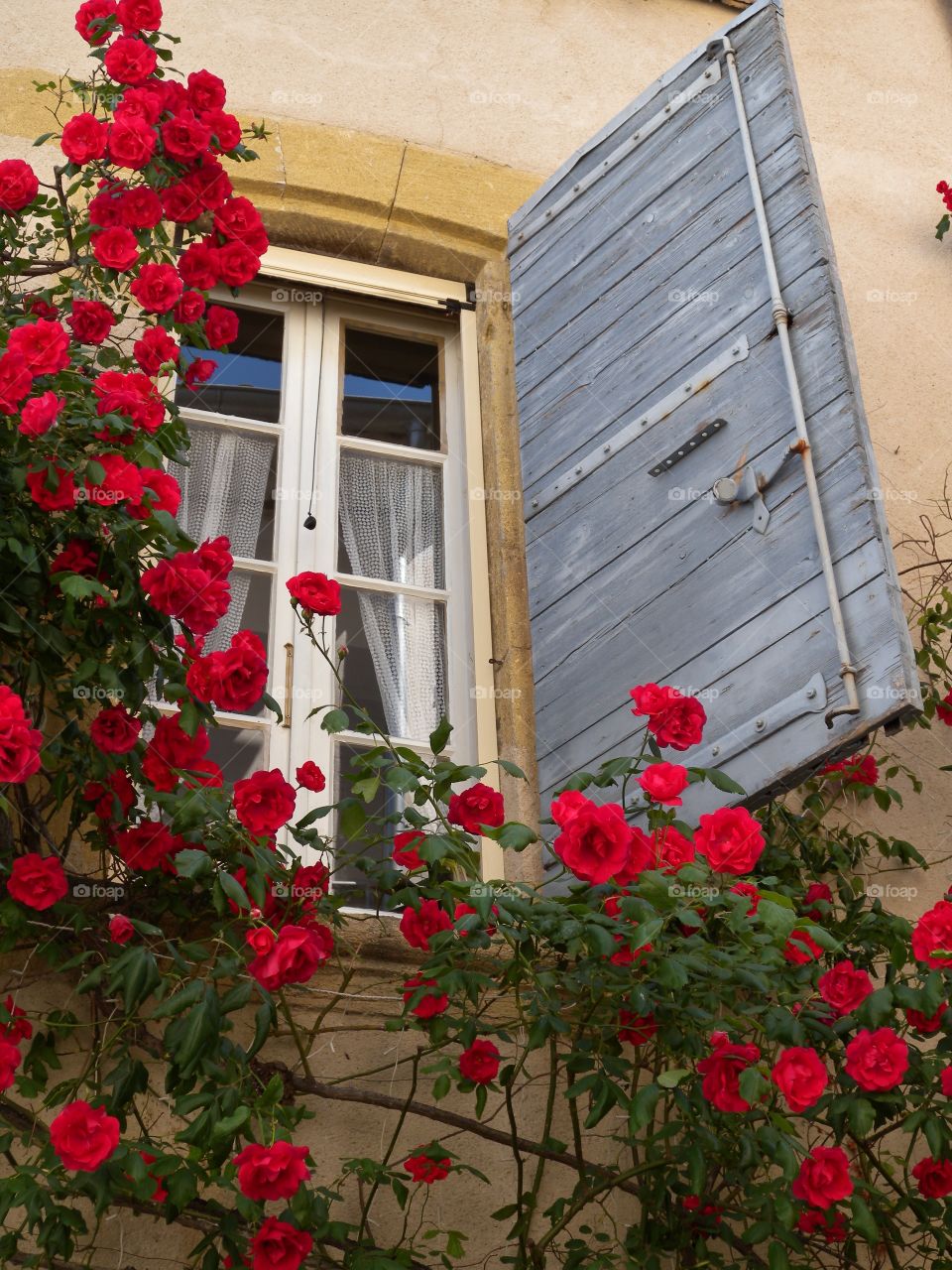 Fenster der Rosen
window of roses