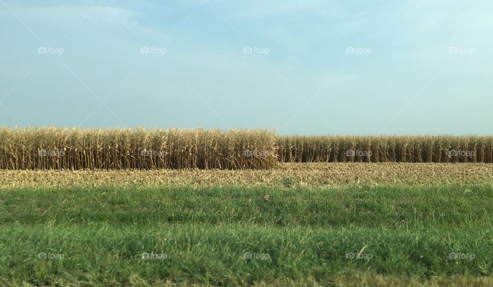 Corn Field, Central Illinois 