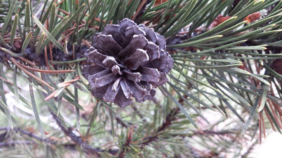 Very piney pinecone