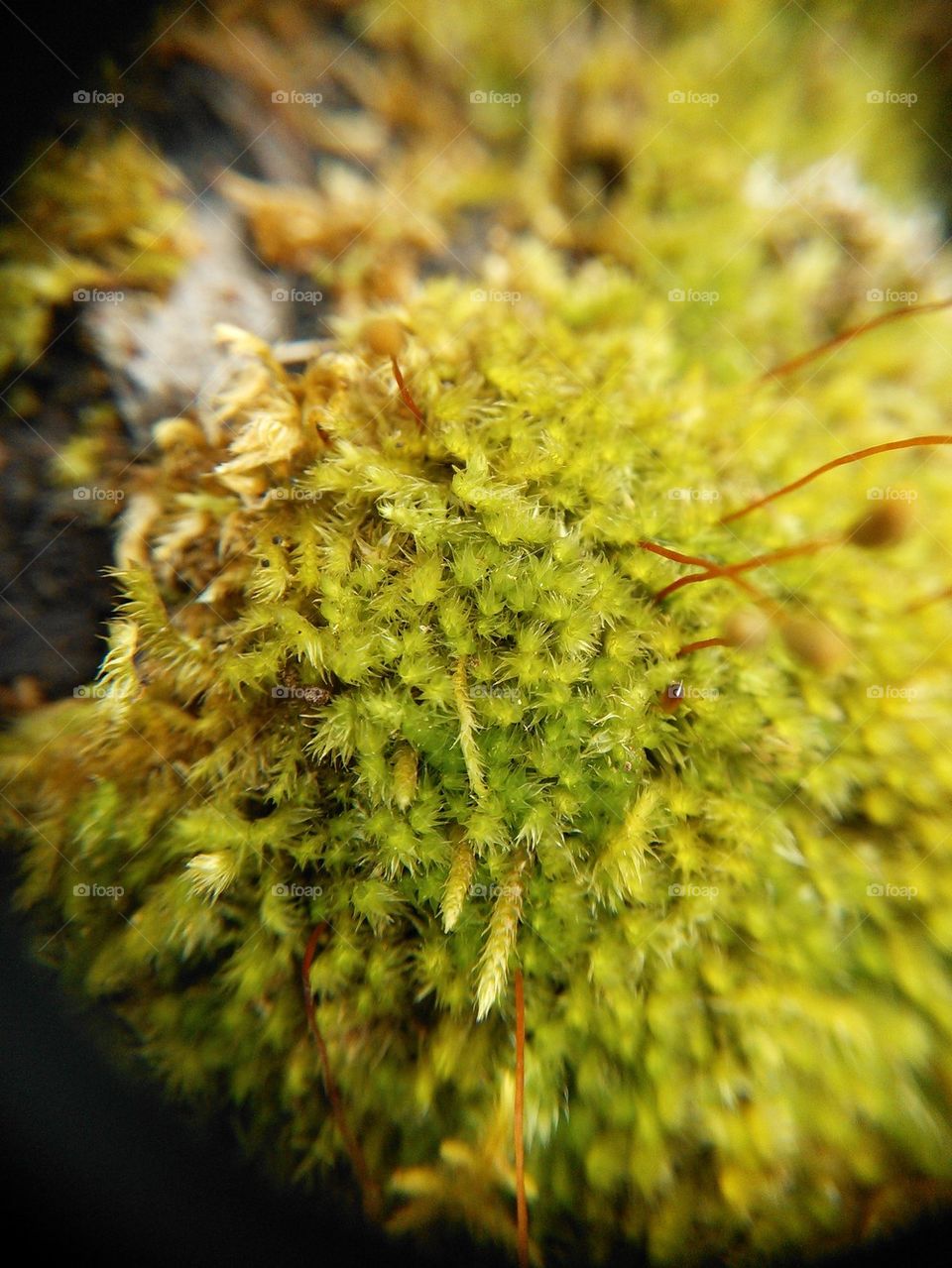 moss