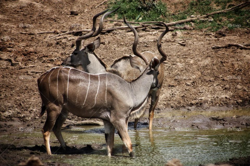 KUDU. beautiful horns.