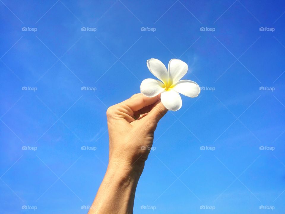 Frangipani in the sky