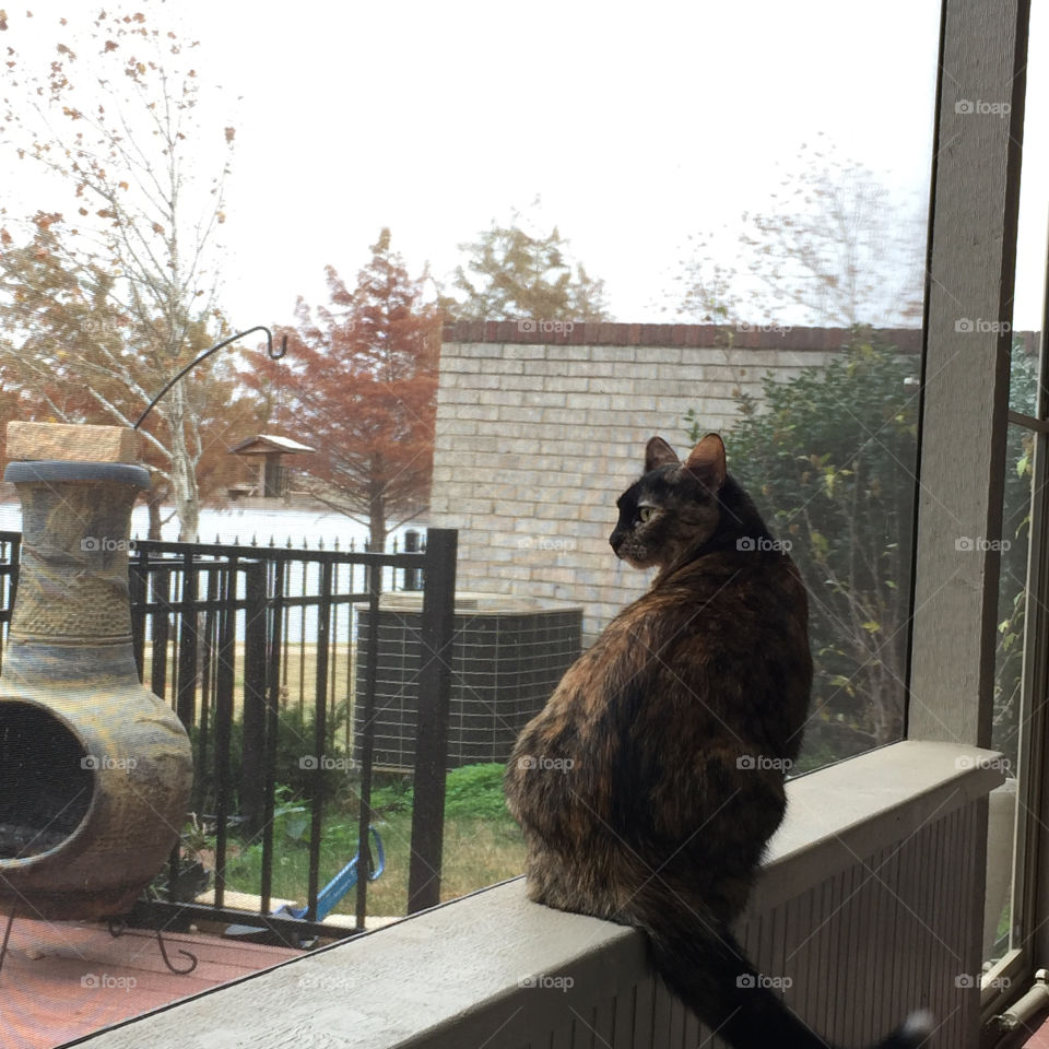 The cat on the ledge in autumn