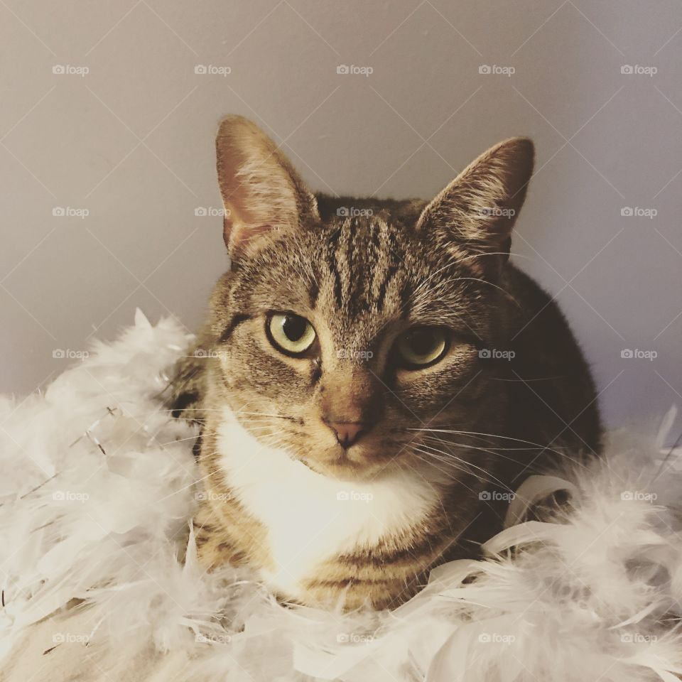 Cat on feathers