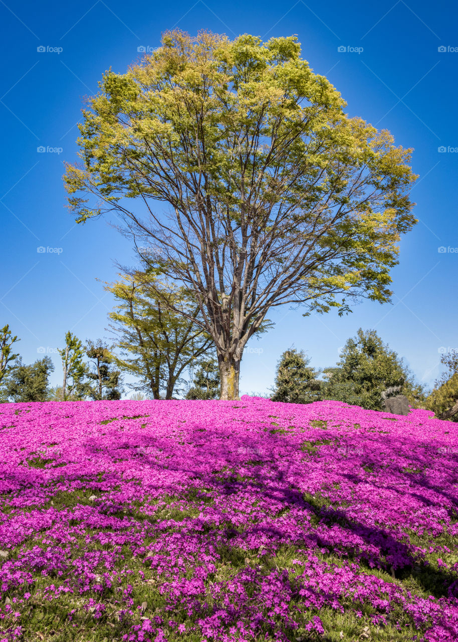 Tree in pink carpet