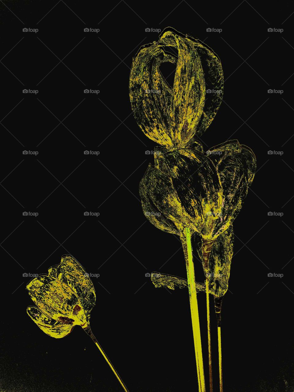 Nature, Leaf, No Person, Flora, Flower