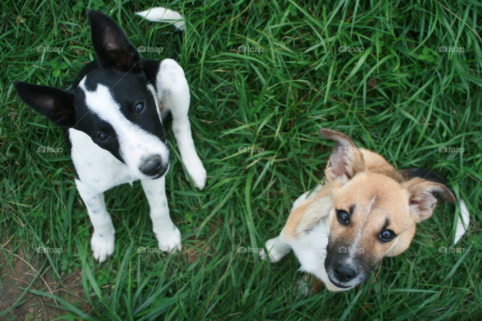 High angle view of two puppies