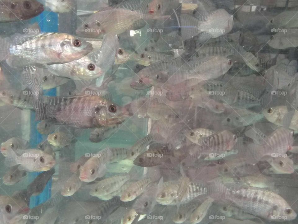 lot of fish