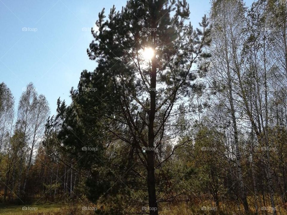 Природа Сибири