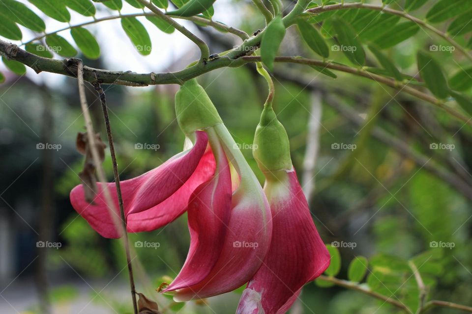 Sesbania grandiflora flower.