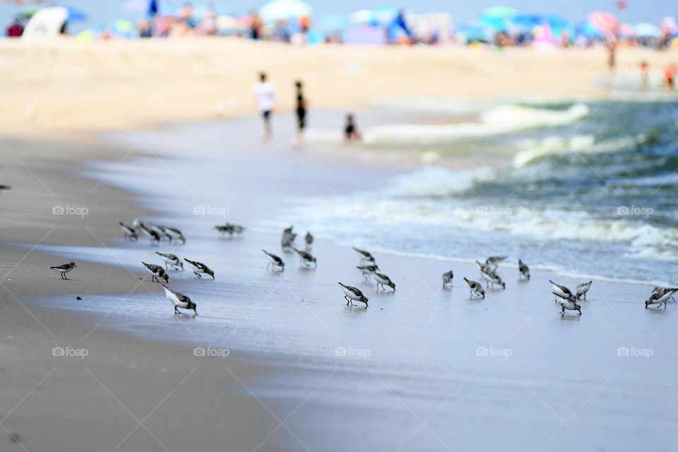 A group of baby seagulls operating in complete synchronicity search the sand shores of Sandy hook beach for food.