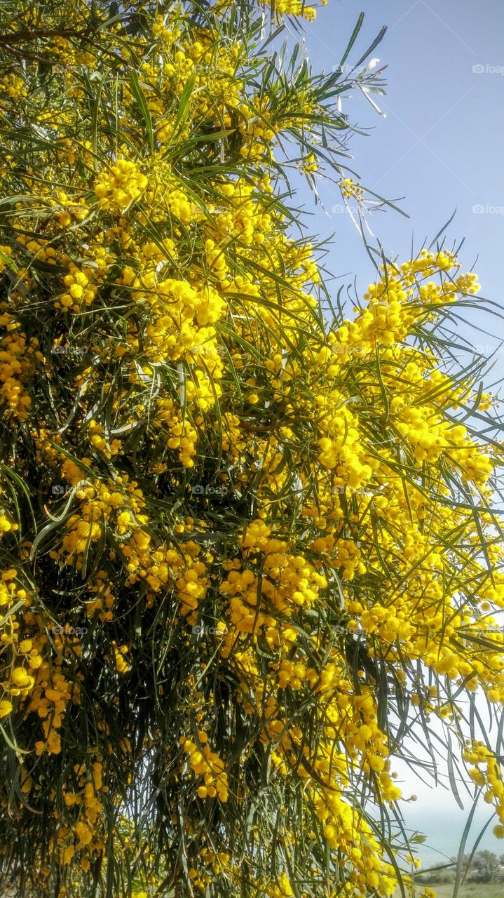 Acacia