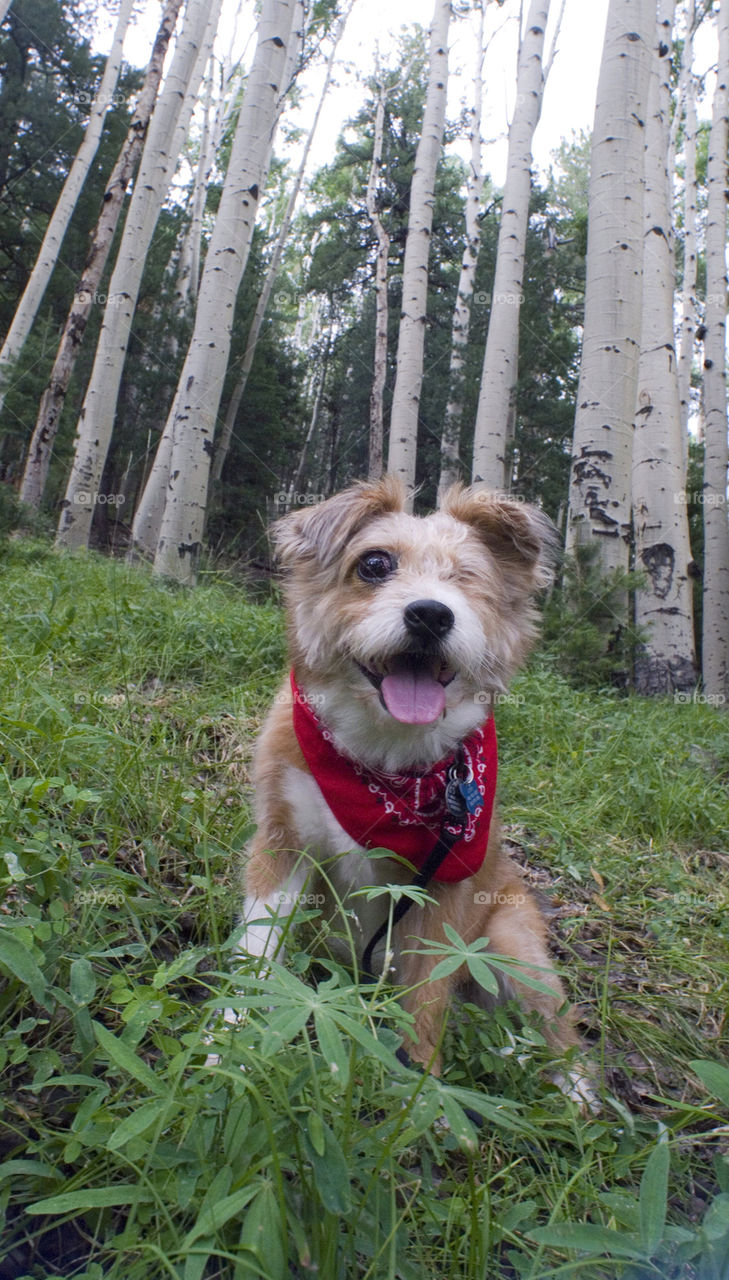 dog grove mammals animals by arizphotog