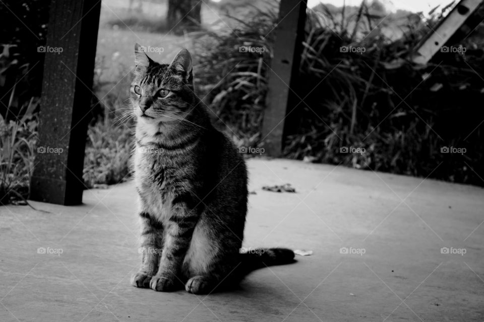 Cat staring into the distance 