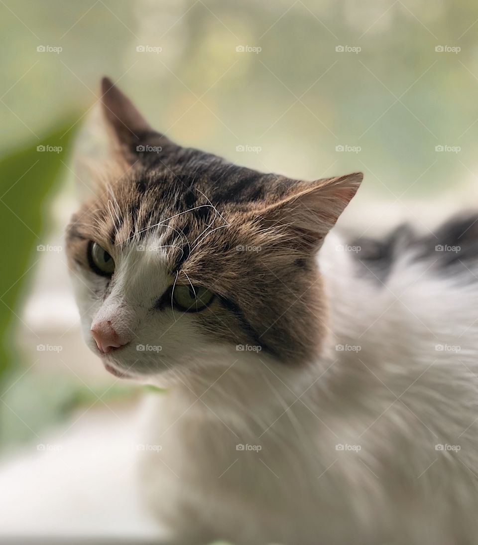 Indoor cat portrait