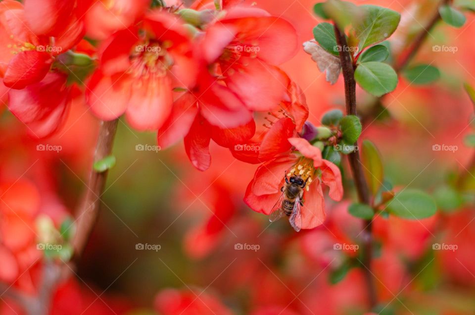 Colors of Spring, Japanese Quince, Close up