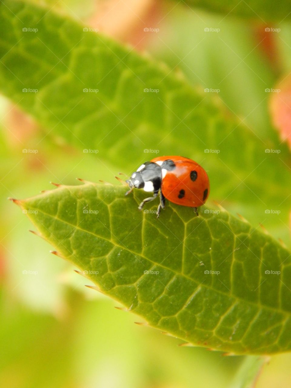 Elegant Lady. The colors of the ladybug bounced off the spring green leaf so beautifully. 