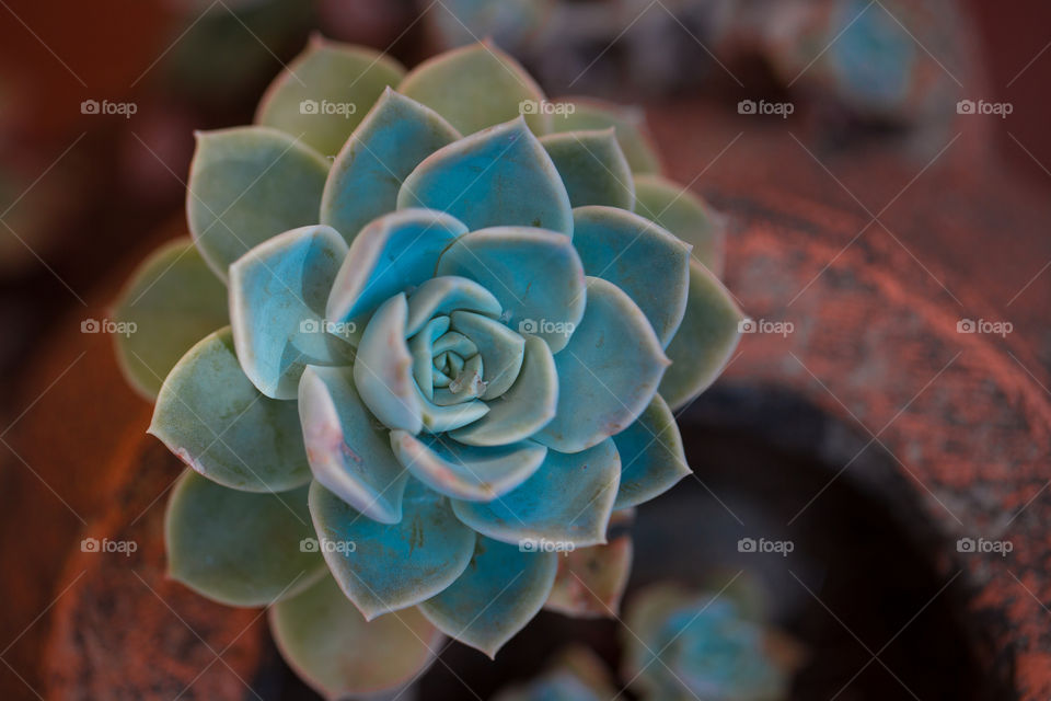 Orange and blue - image of succulent desert rose blue tone with orange around