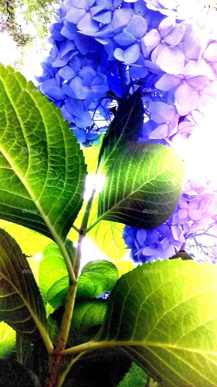 leaves from Hydrangea