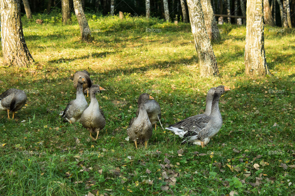 Bird, Animal, Nature, Grass, Wildlife