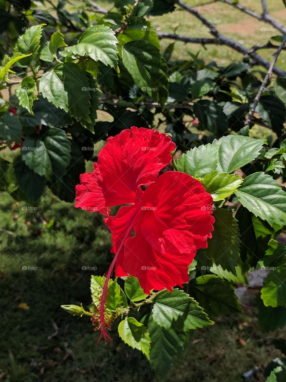 Hibiscus / shoeblackplant