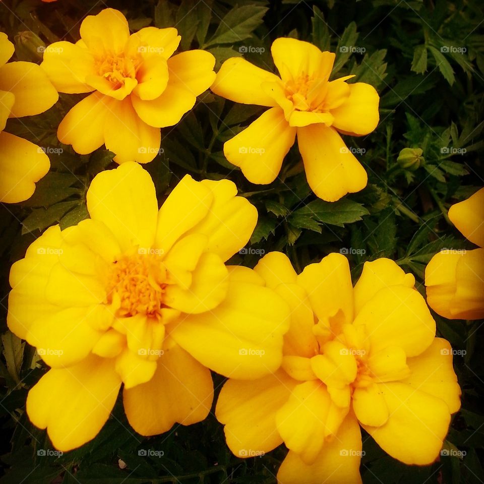 Yellow Marigolds :)