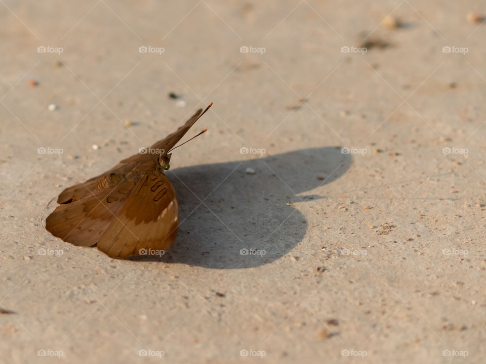 Beautiful Moth