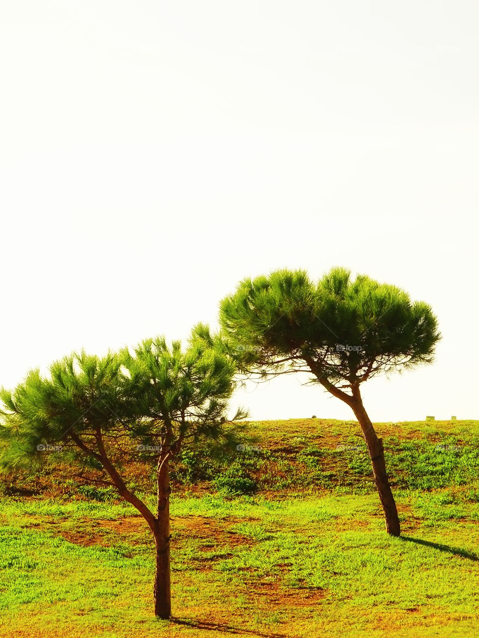 The two lonely pine trees