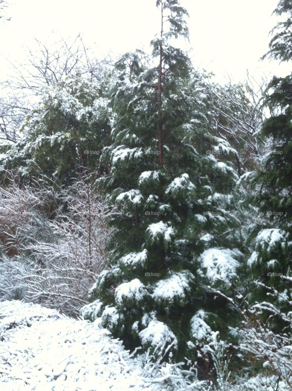 Snow trees