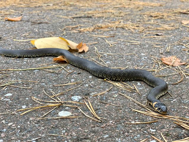 Snake