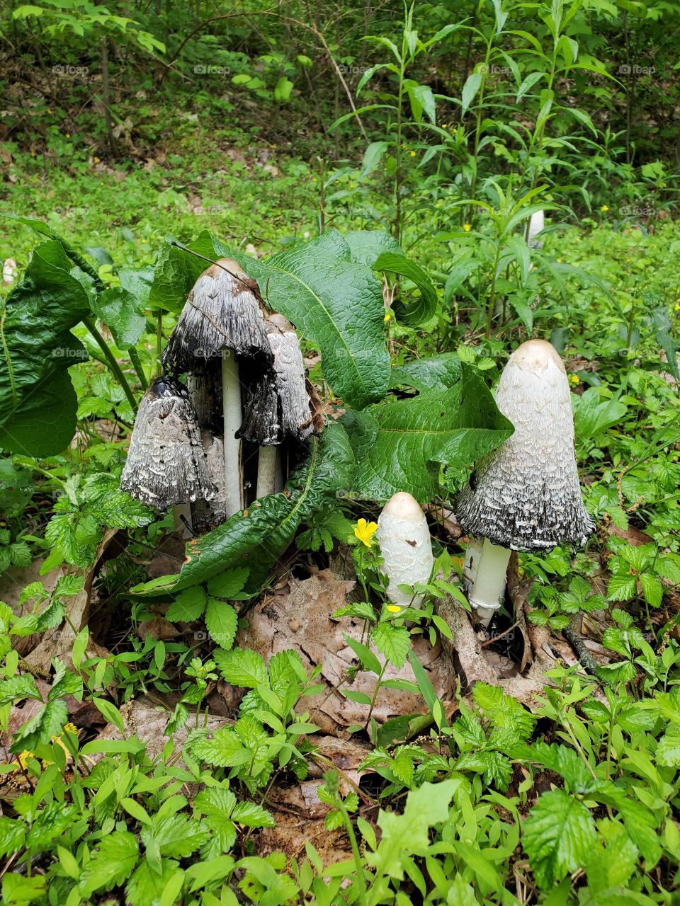 multiple mushrooms grass green woods