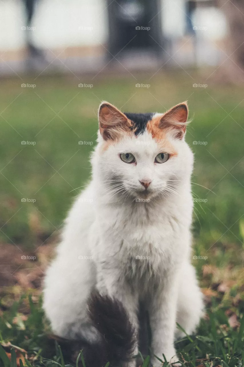 Sad cat
