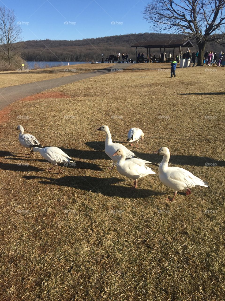 Snow geese everywhere but these 6 were friendly and were just minding their business 