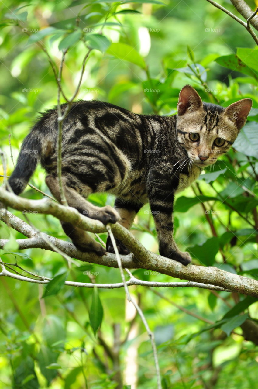 My cute cat with tree