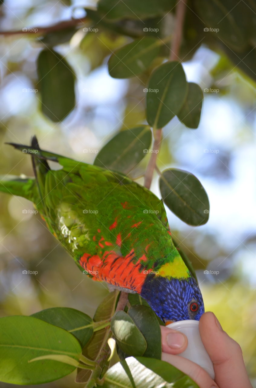 Bird Feeding. Captured man feeding nektar to bird at San Diego Wild Animal Park.
